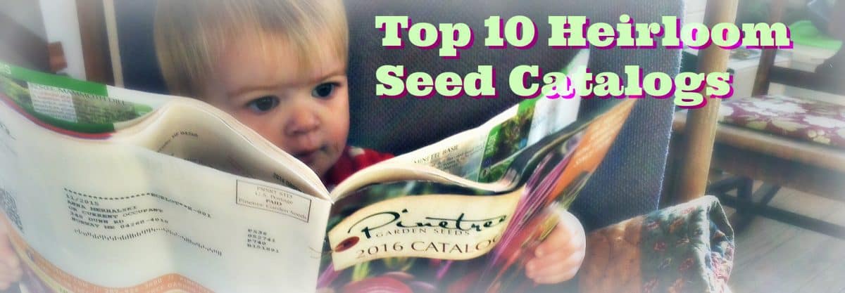 SEed Catalog Banner
