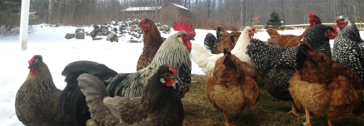 do chickens need a heat lamp?