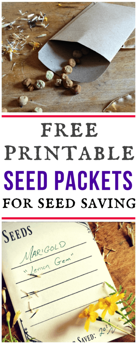 free printable seed packet for seed saving