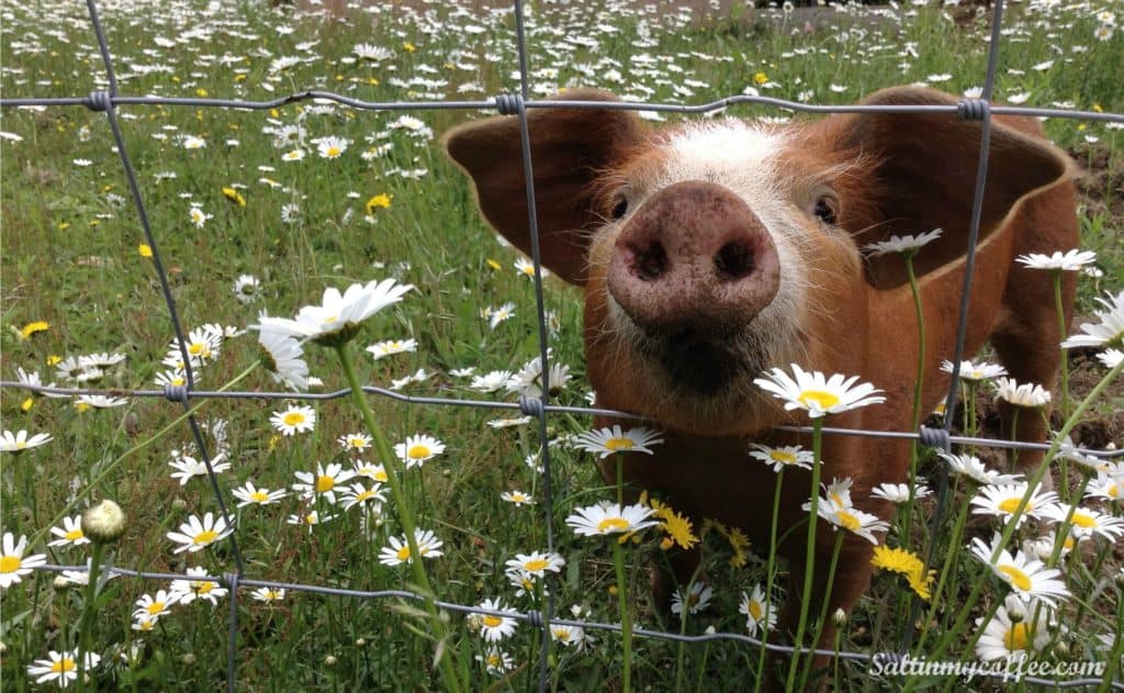 making money homesteading pastured pork