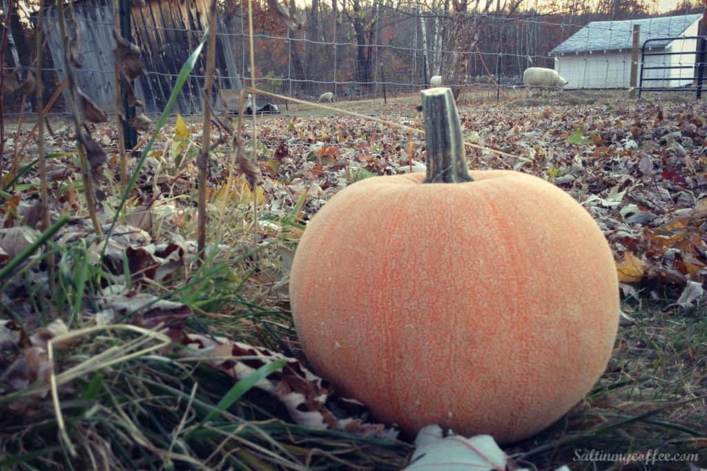 how to roast pumpkin for puree