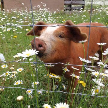 cute red pig in a field of daisies