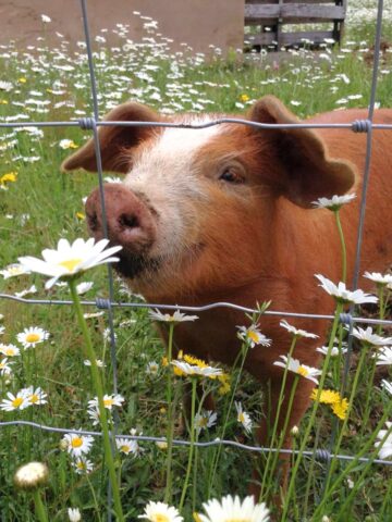 cute red pig in a field of daisies