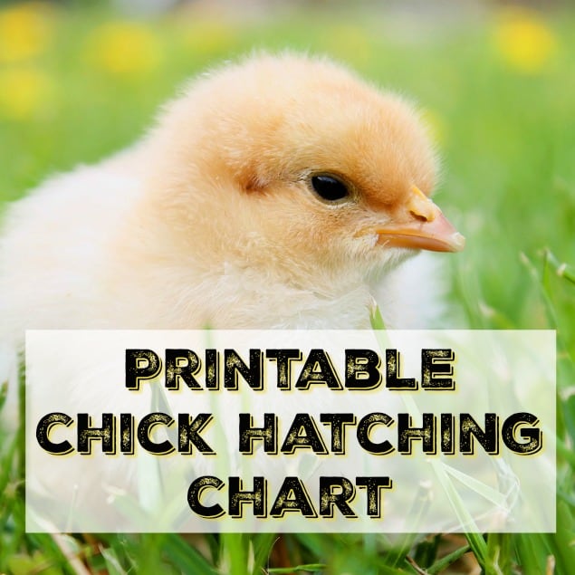 printable chick hatching chart