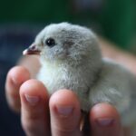 a gray chicken chick