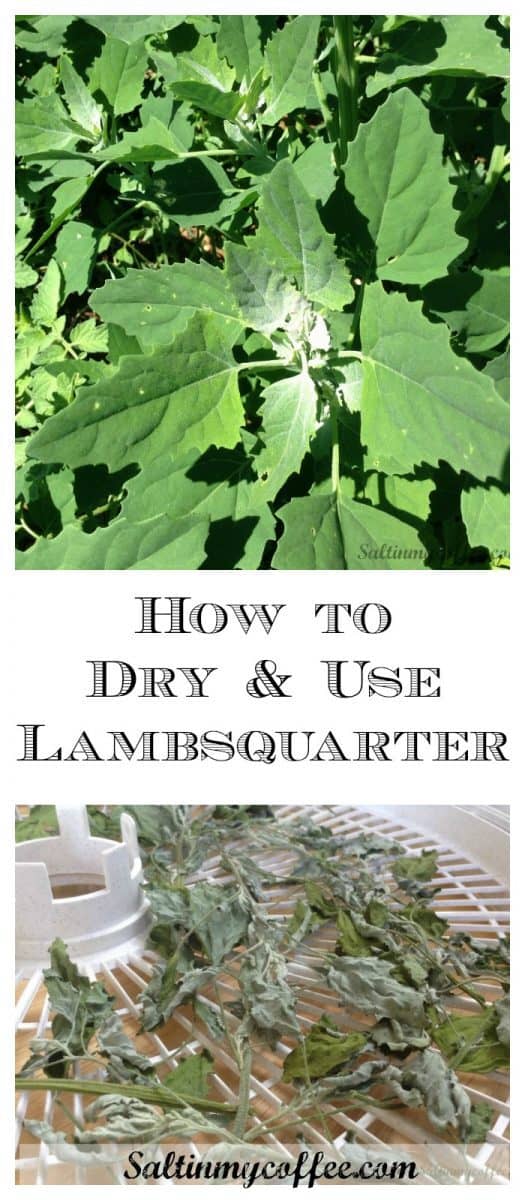 How to dehydrate lambsquarter