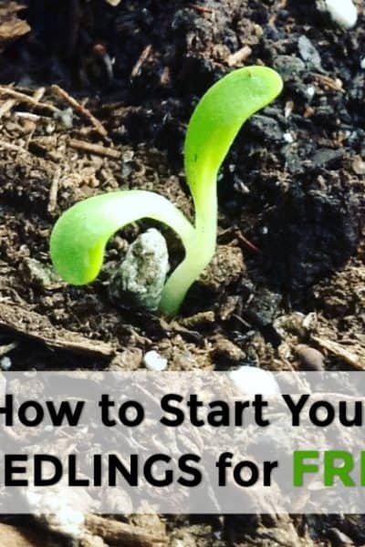 how to start your seedlings for free