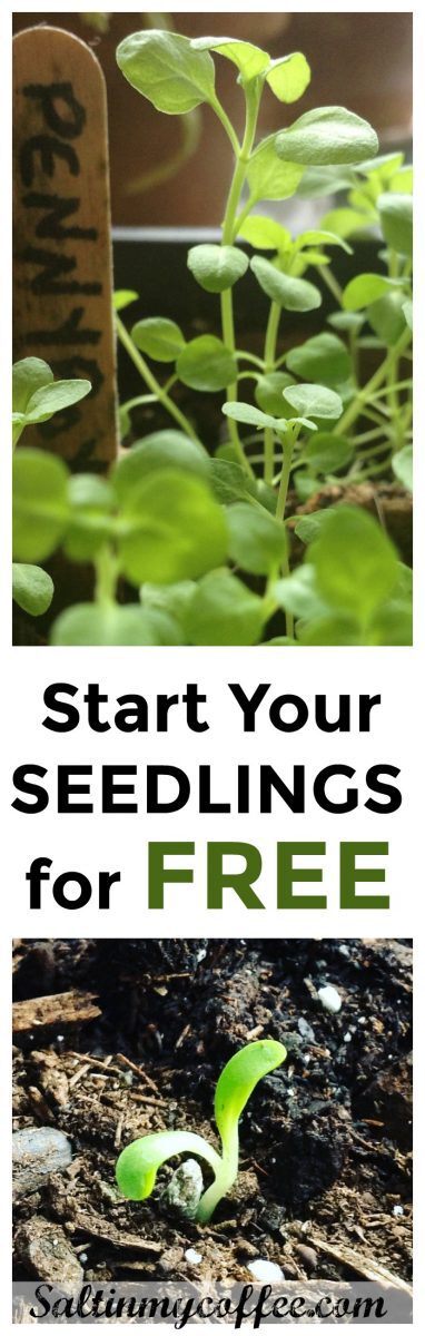 how to start seedlings for free
