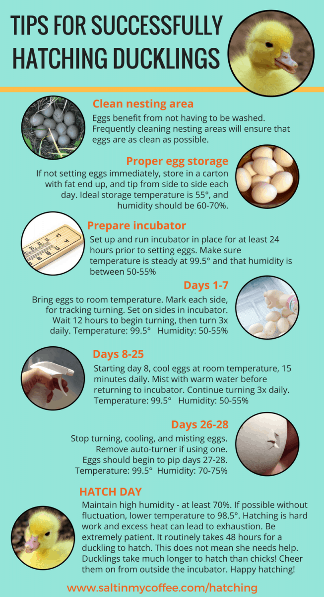 successfully hatching ducklings infographic