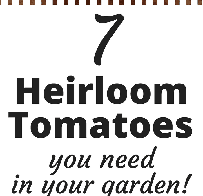 best-tasting heirloom tomatoes 
