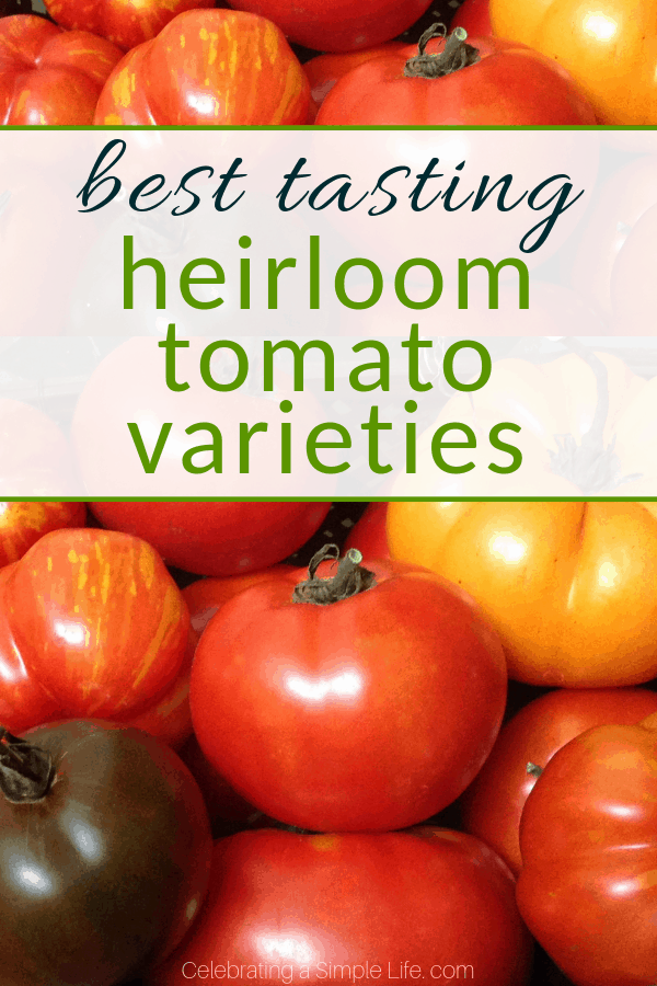 Best tasting heirloom tomatoes to grow! #heirloomtomatoes #gardening #vegetablegardening #organicgardening #heirloomvegetables