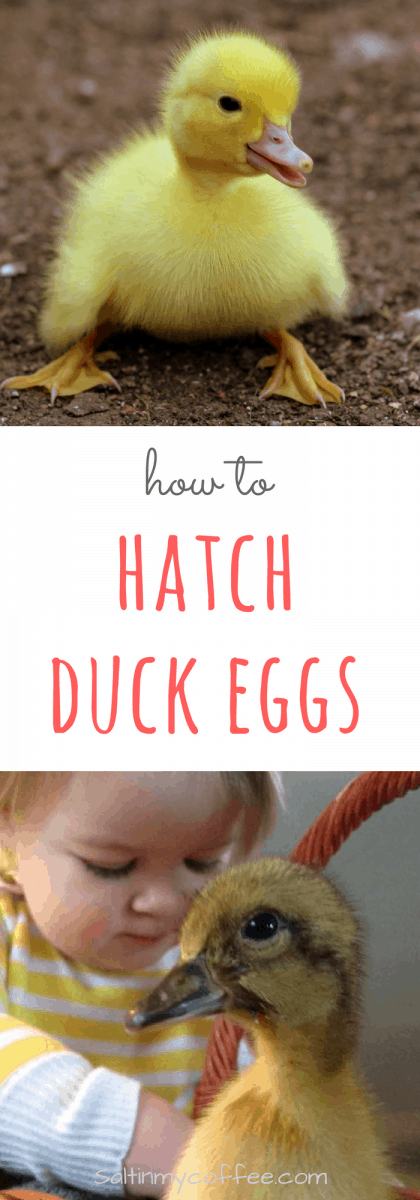 Hatching duck eggs