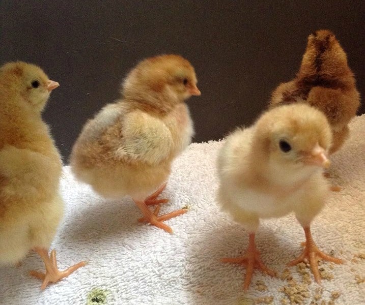 hatching chicks for extra income