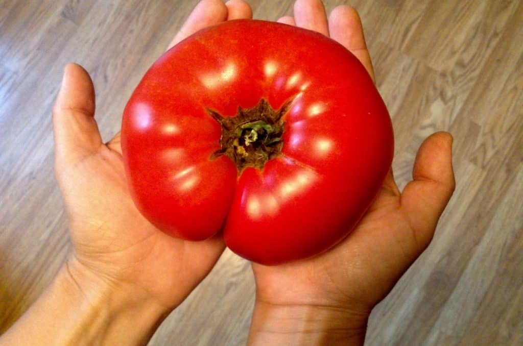 make money selling heirloom tomatoes
