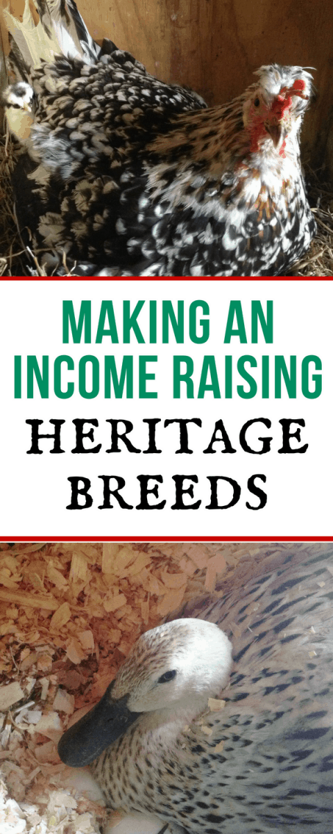 making an income raising heritage breeds