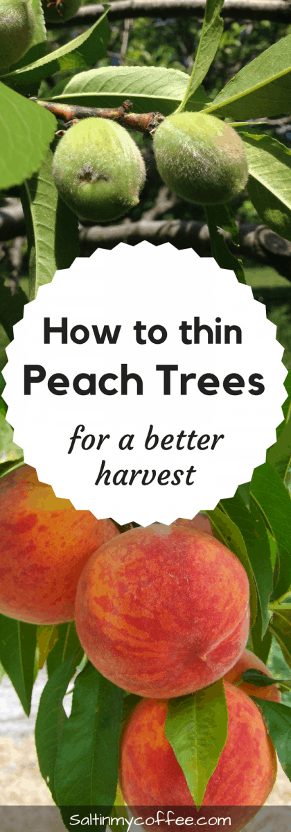 How to thin peaches for better harvests