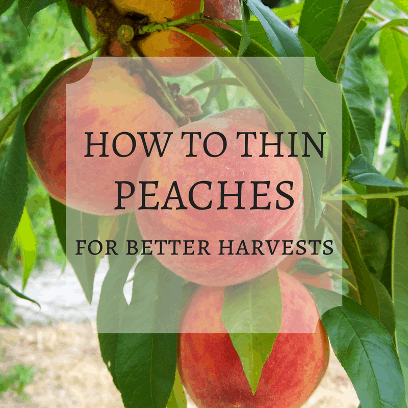 how to thin peaches for better harvests