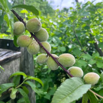 unripe peaches crowded on a branch