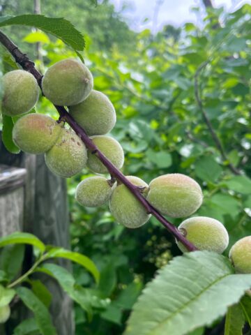 unripe peaches crowded on a branch