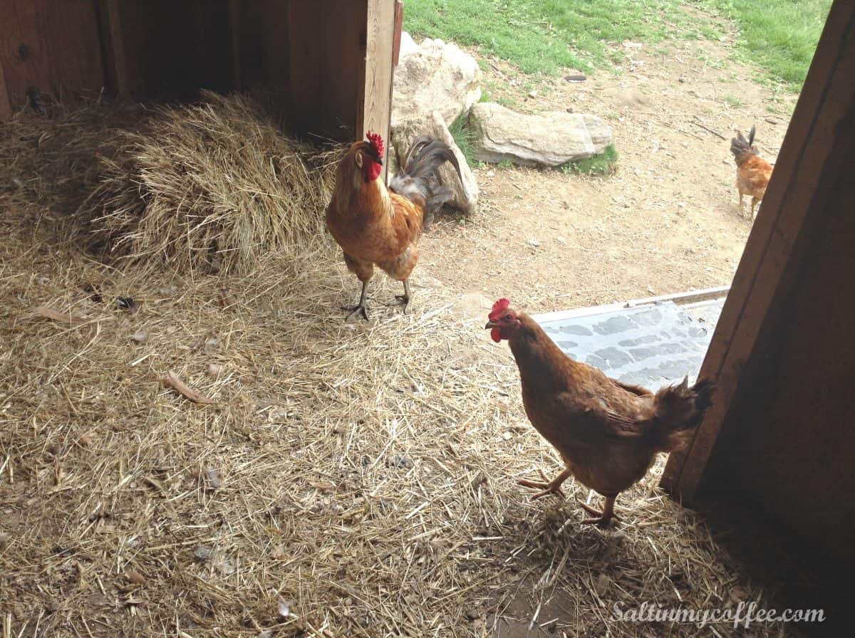 how to compost chicken bedding