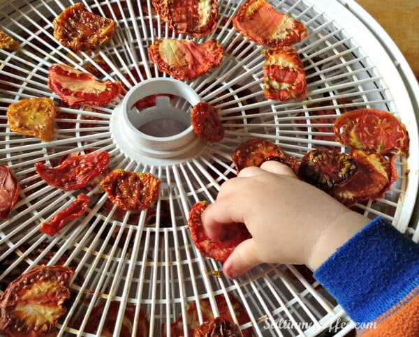 how to make sund-dried tomatoes in a dehydrator with kids