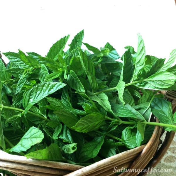 how to make your own mint extract