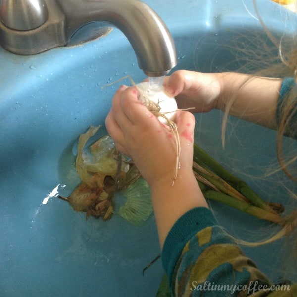 washing onions for making onion powder