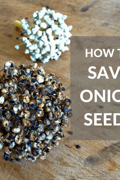 how to save onion seeds