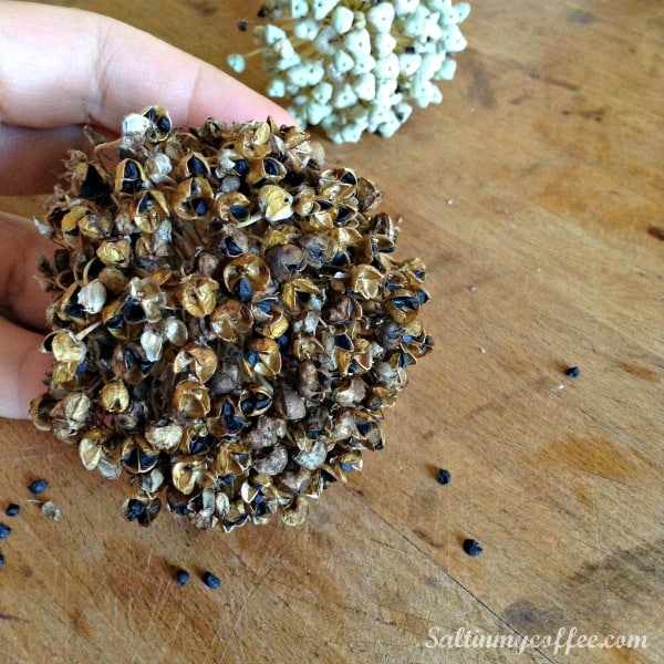 how to save your own onion seeds