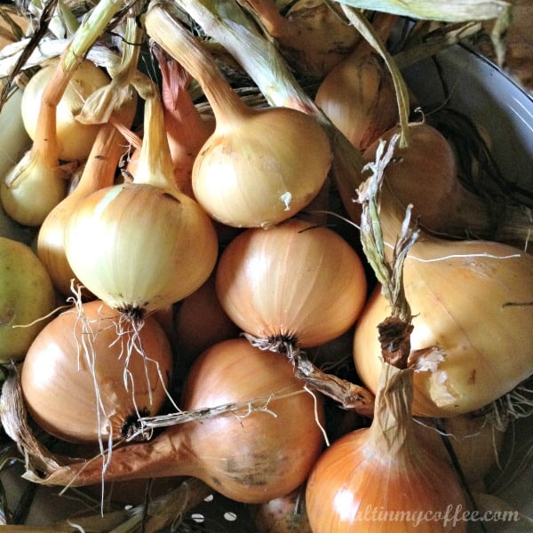 how to save onion seeds