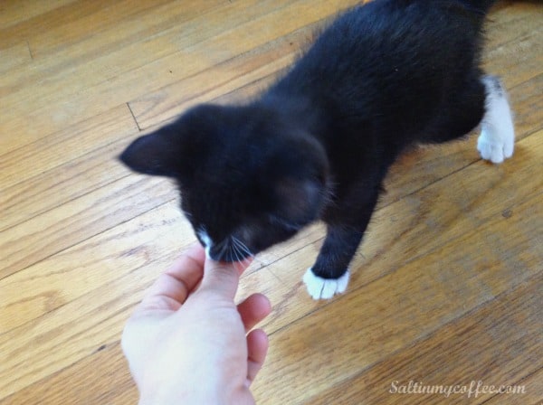 Grain free outlet cat treats recipe