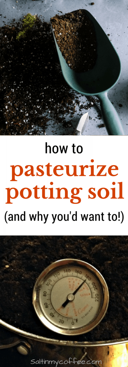 how to pasteurize potting soil (and why you'd want to!)