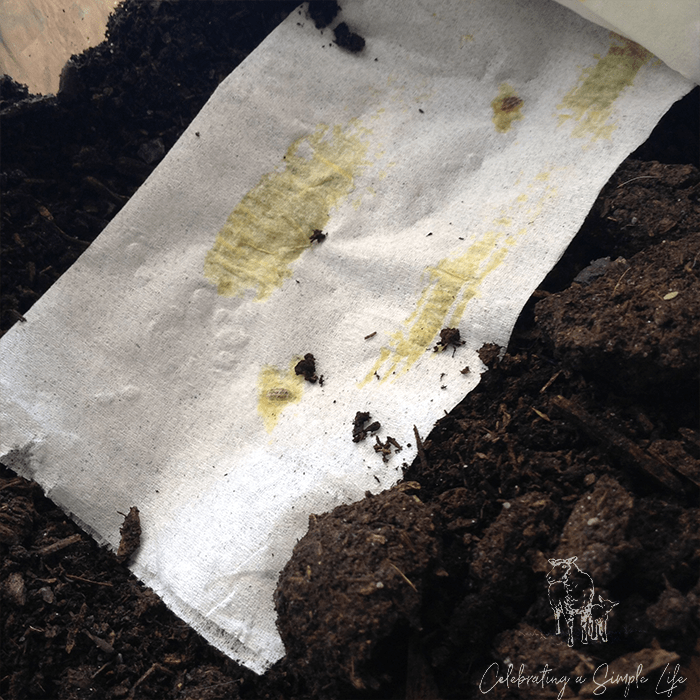 planting seed tape
