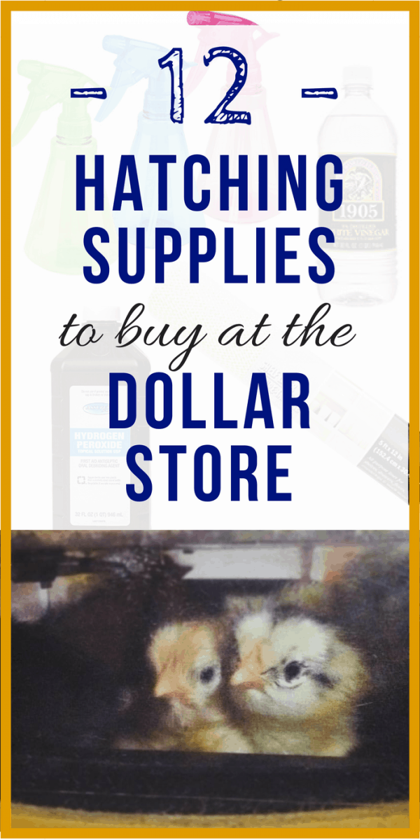 hatching supplies to buy at the dollar store