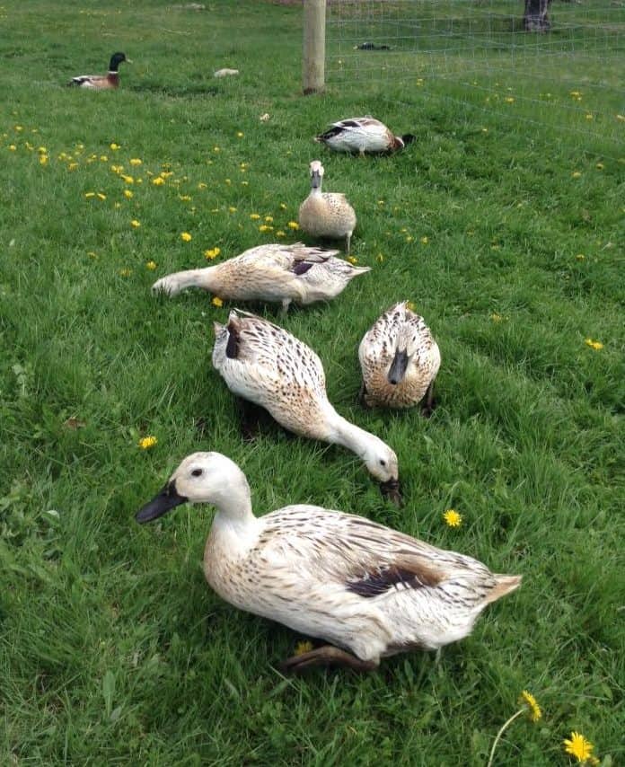 How Long to Separate Duck Breeds for Purebred Ducklings
