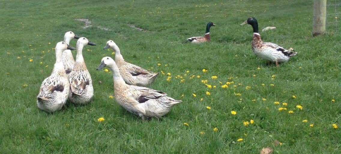 Pure welsh harlequin ducks