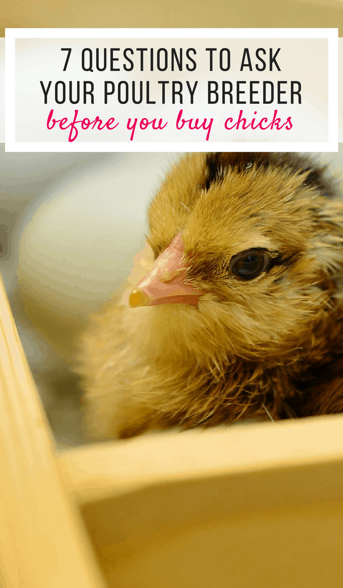 Questions to ask your poultry breeder before buying chicks