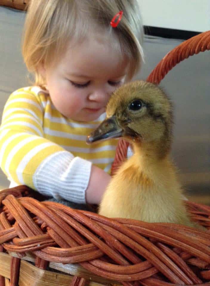 little girl holding a duckling in a basket