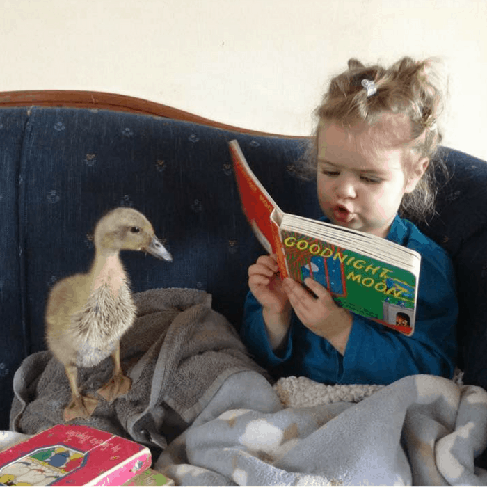 little girl reading to a duckling