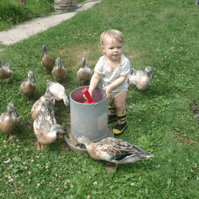 little boy feeding ducks