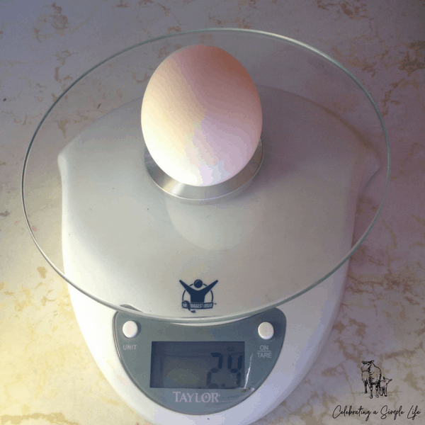 Welsh Harlequin duck egg
