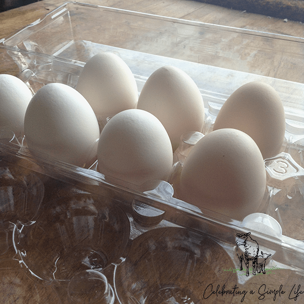 how to store hatching eggs