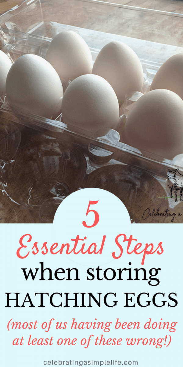 How to store hatching eggs