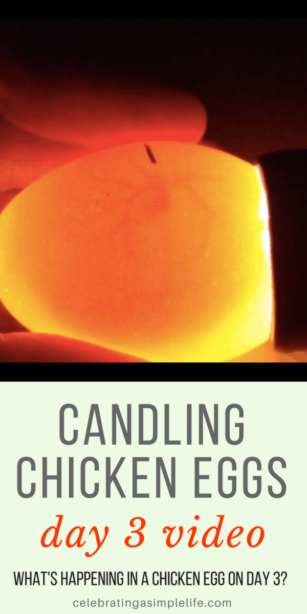 Candling Chicken Eggs on Day 3 (VIDEO) - Salt in my Coffee