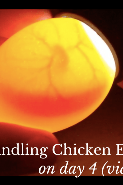 video of candling chicken eggs on day 4