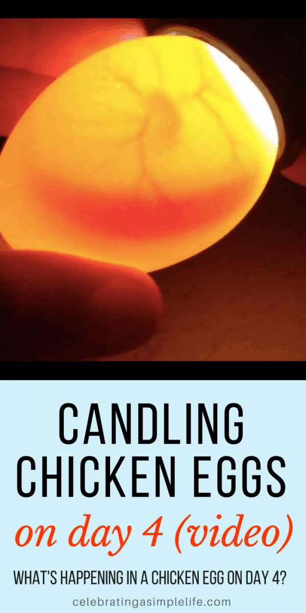 Candling chicken eggs on day 4