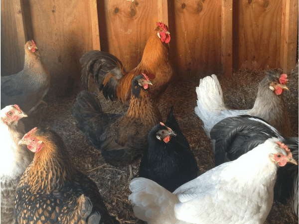 chickens are the quintessential homestead animal