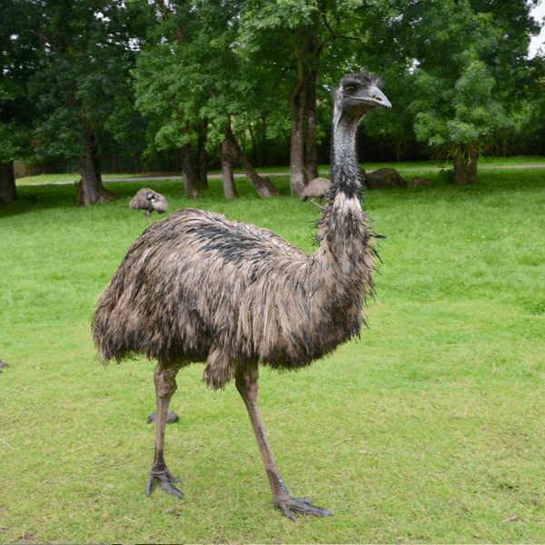 emu farming