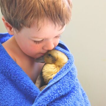 little boy snuggling a duckling with a towel