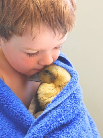 little boy snuggling a duckling with a towel
